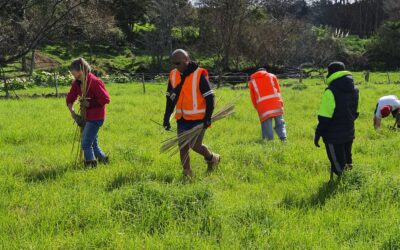 Parks Maintenance Project In Partnership With Whangarei District Council
